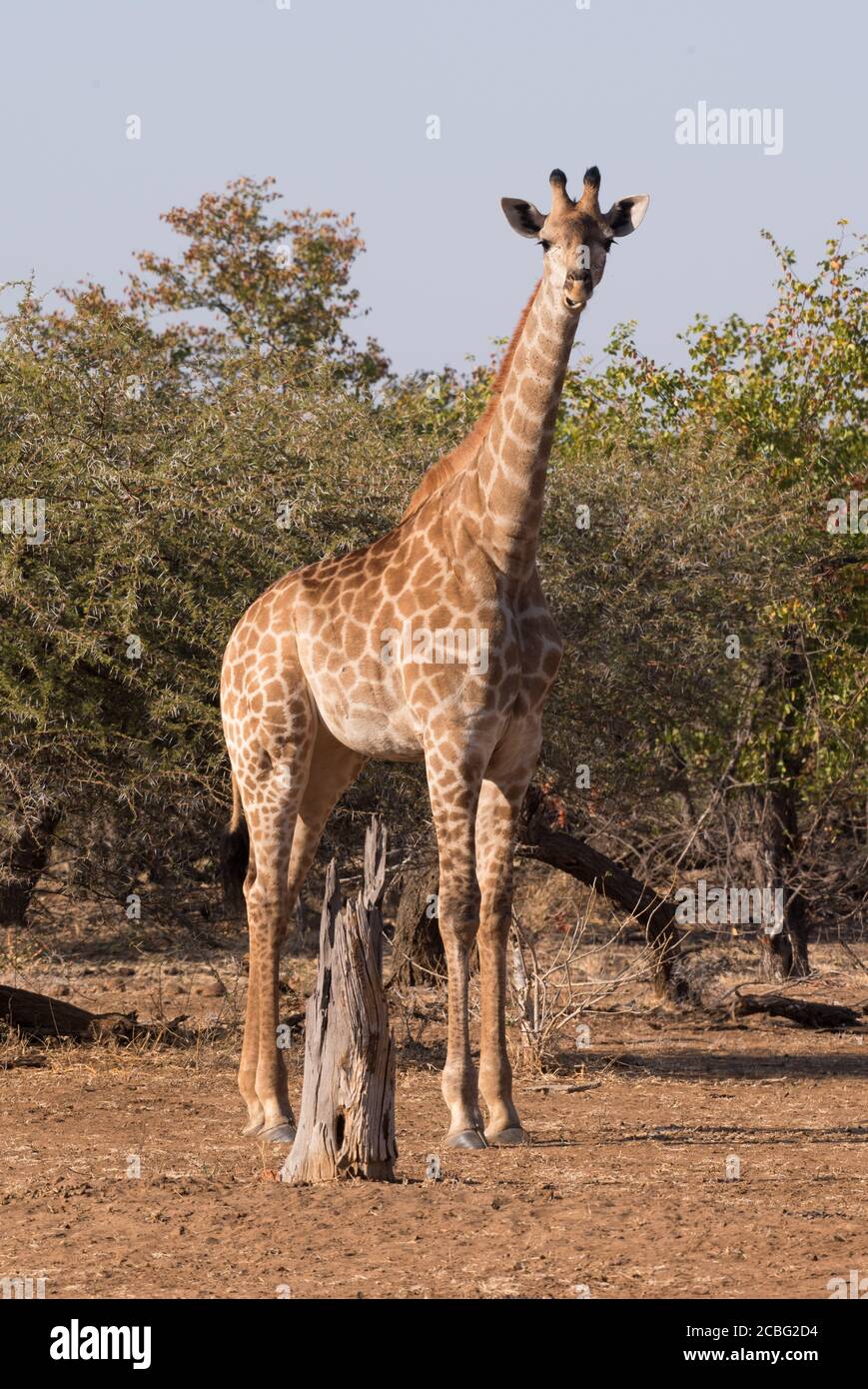 Giraffe in piedi in un'area aperta con un moncone di legno davanti di esso e alberi di spina dietro di esso Foto Stock