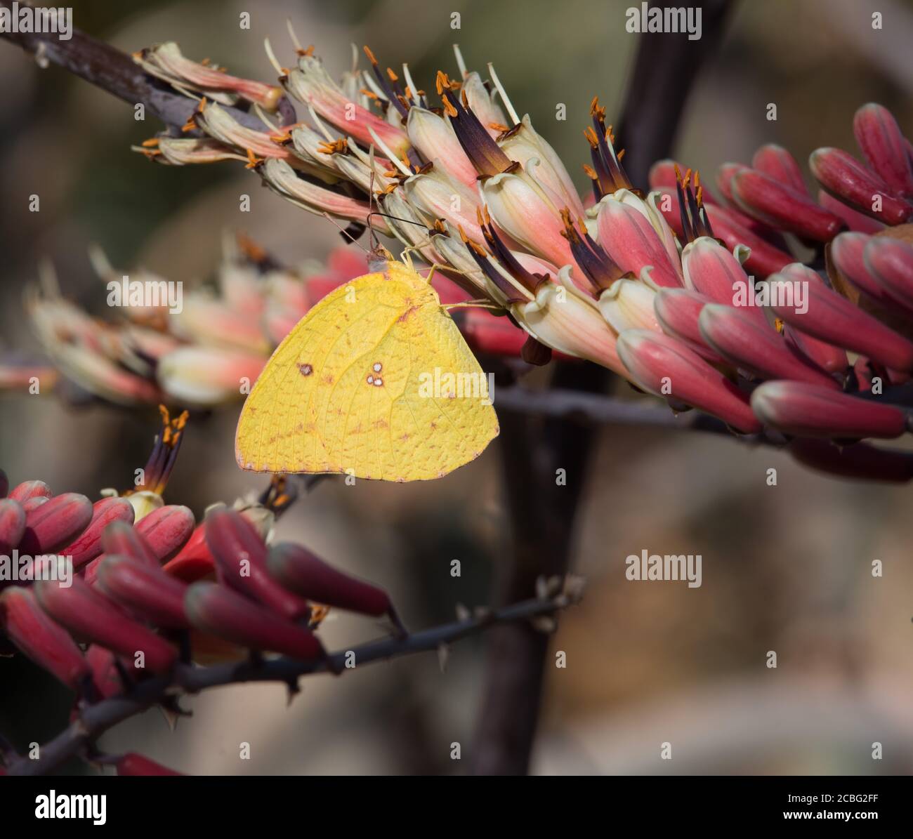 Farfalla gialla seduta sul fiore di succulente pianta di aloe colorata e. succhiare il nettare e nel processo aiutare con il processo di impollinazione Foto Stock