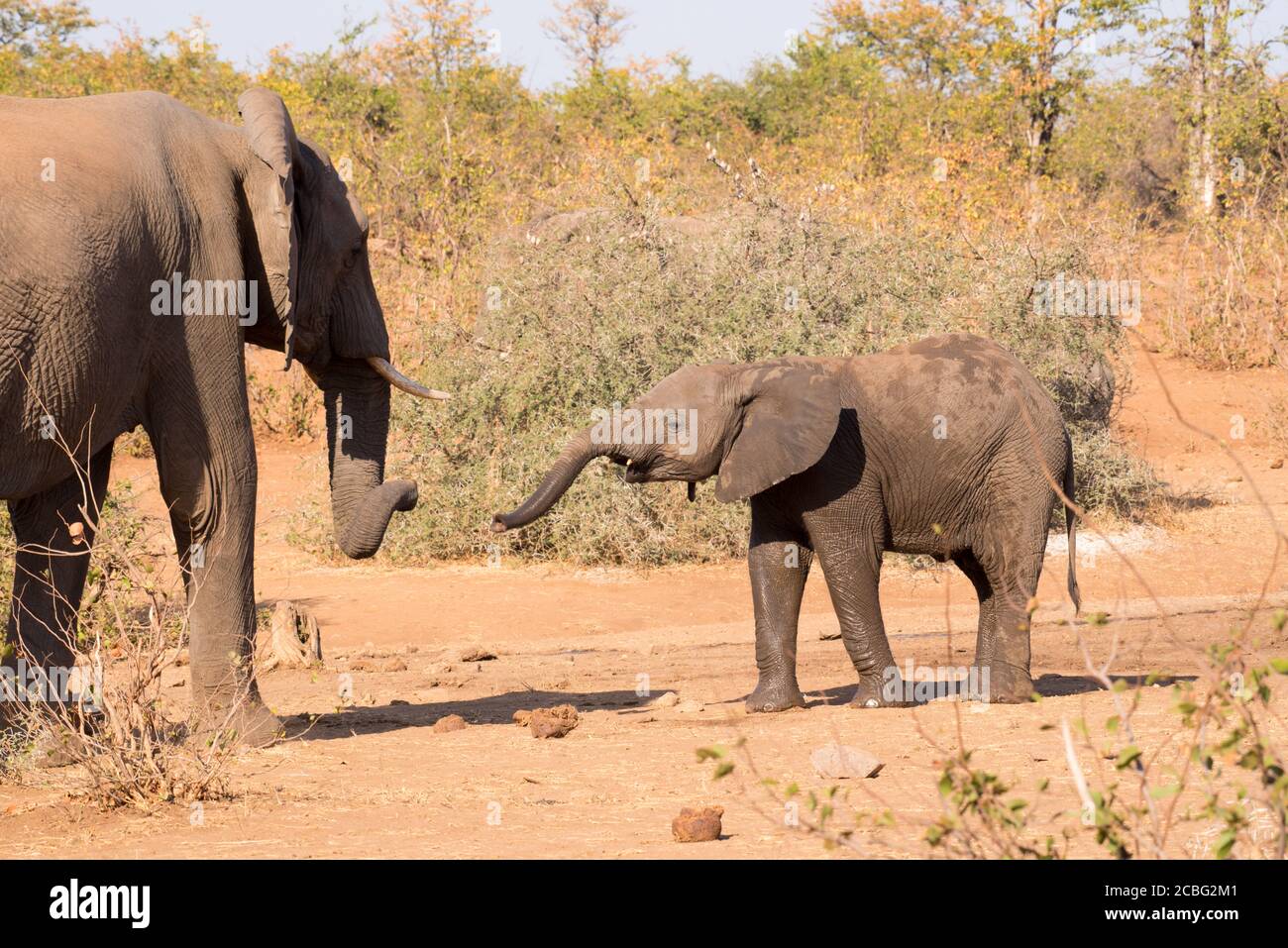 Giovane elefante che si allunga tronco fuori a elefante più vecchio per salutare e si odorano a vicenda Foto Stock