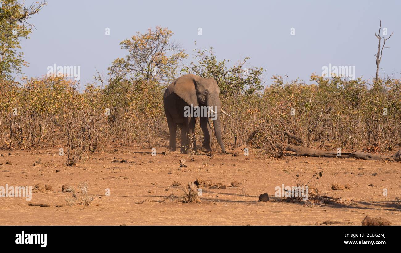 Elefante venire a piedi fuori dal folto mopanne bushveld in savanna biome in aperta zona di sabbia con un sacco di elefante sterco sdraiato intorno Foto Stock