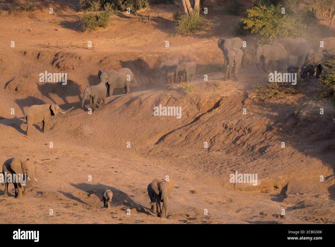 Elefanti in grandi mandrie compresi adulti e bambini e giovani quelli che calciano la polvere mentre camminano giù nel fiume asciutto per andare e bere acqua Foto Stock