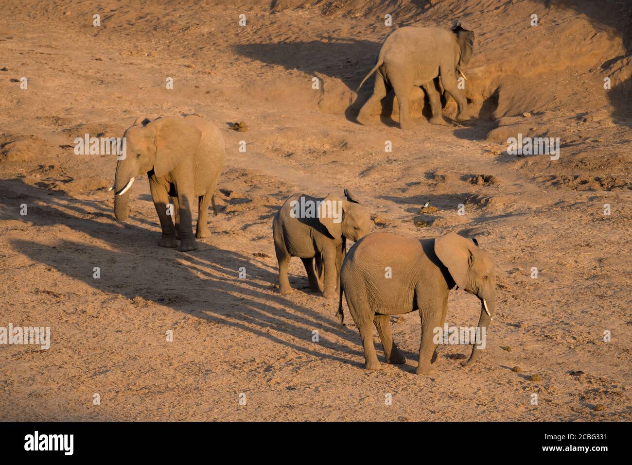 Elefanti nella riserva africana in piedi un tardo pomeriggio nel letto di fiume asciutto con luce solare che rimbalza fuori dei loro corpi grandi Foto Stock