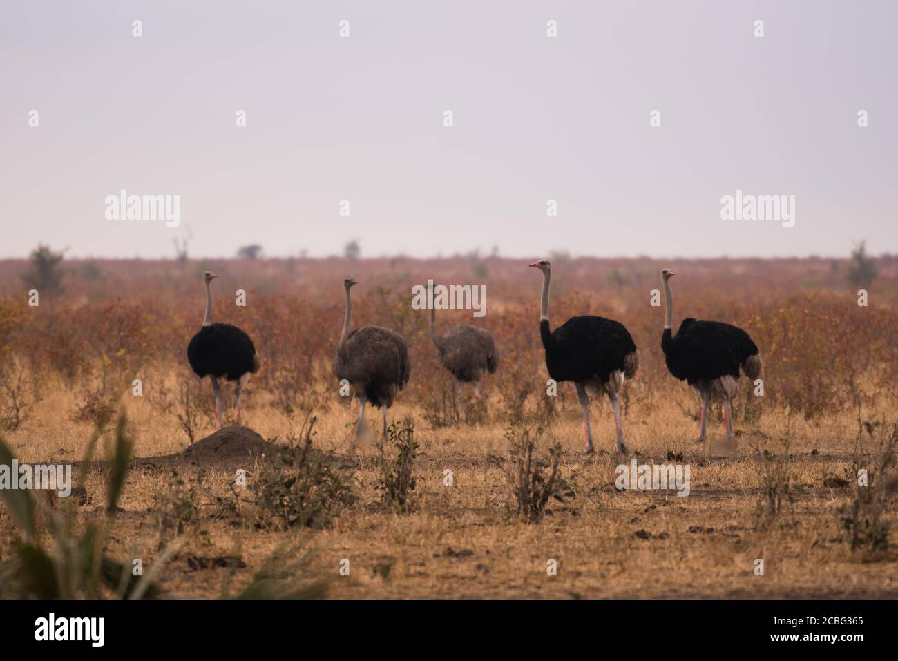 Struzzi costituiti da tre maschi che sono neri e. due femmine che sono marroni in piedi in sharb mopanna savana bushveld Foto Stock