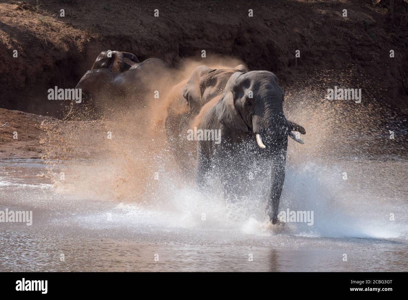 L'elefante di toro più giovane ha funzionato nel fiume quando il maschio più vecchio ha attaccato Foto Stock
