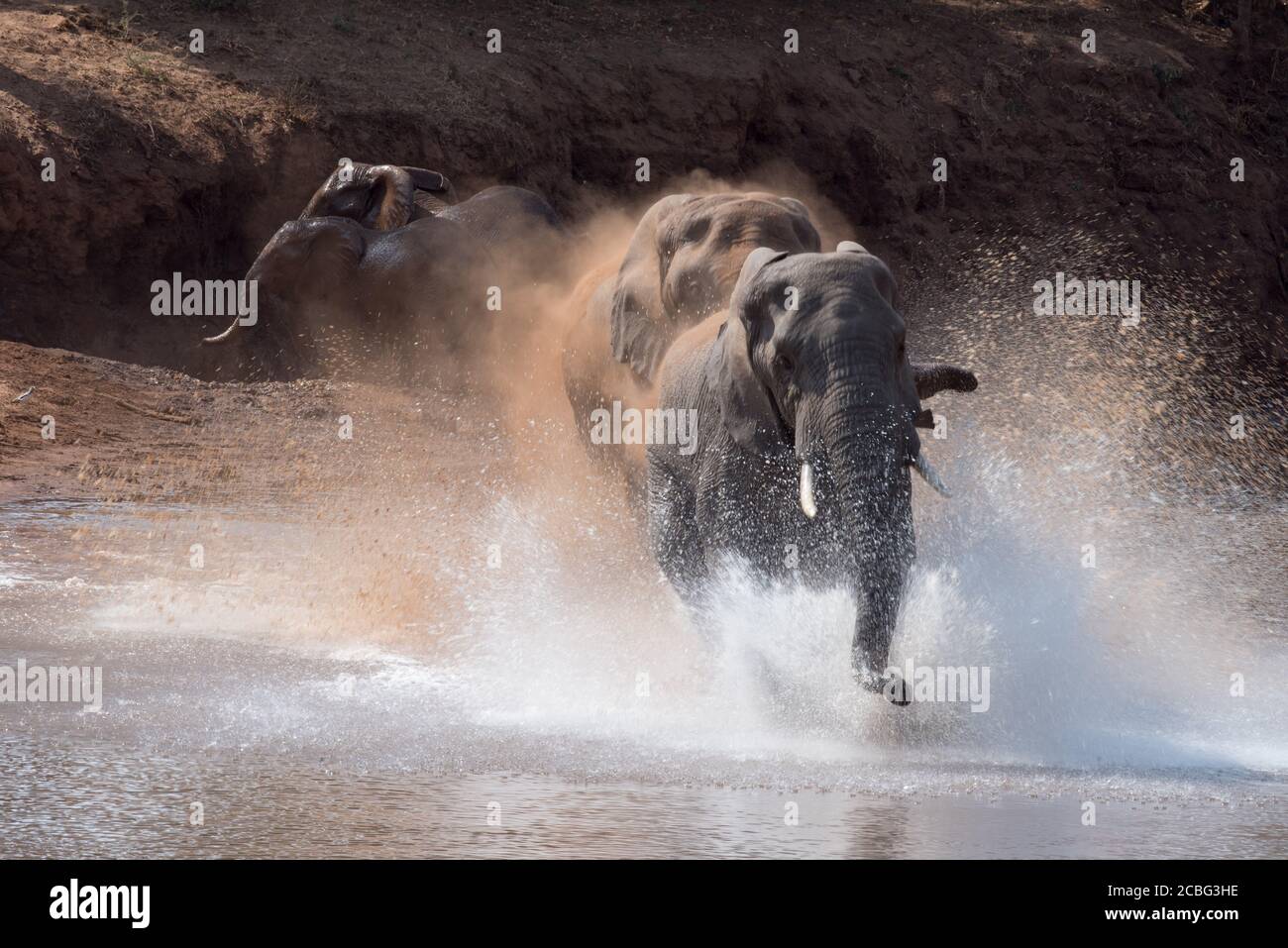 la polvere soffia nell'aria mentre l'elefante insegue un altro Foto Stock