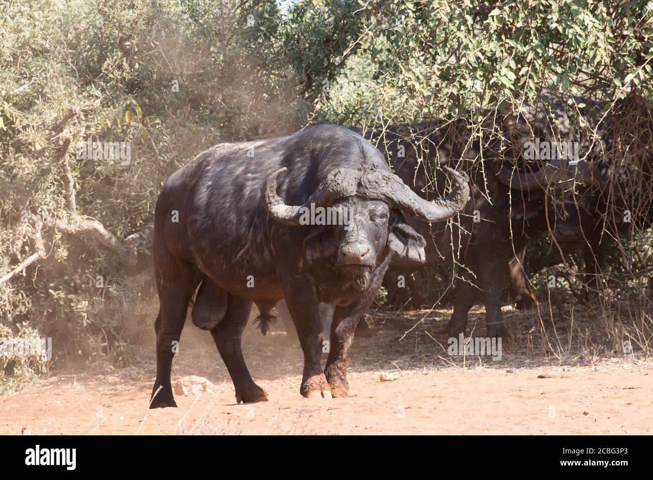 Bufalo bull in prima vita come adulto con grandi testicoli e corna fangose che si levano in piedi orgogliosi di rilassarsi Foto Stock
