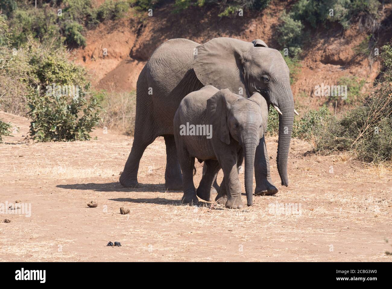 Due elefanti giovani in età che camminano in un'area sovragrata al letto di fiume asciutto Foto Stock