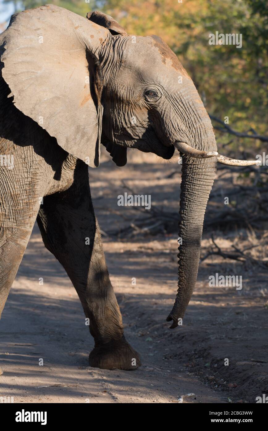 Elefante giovane che attraversa la strada con vista laterale di elefante Foto Stock