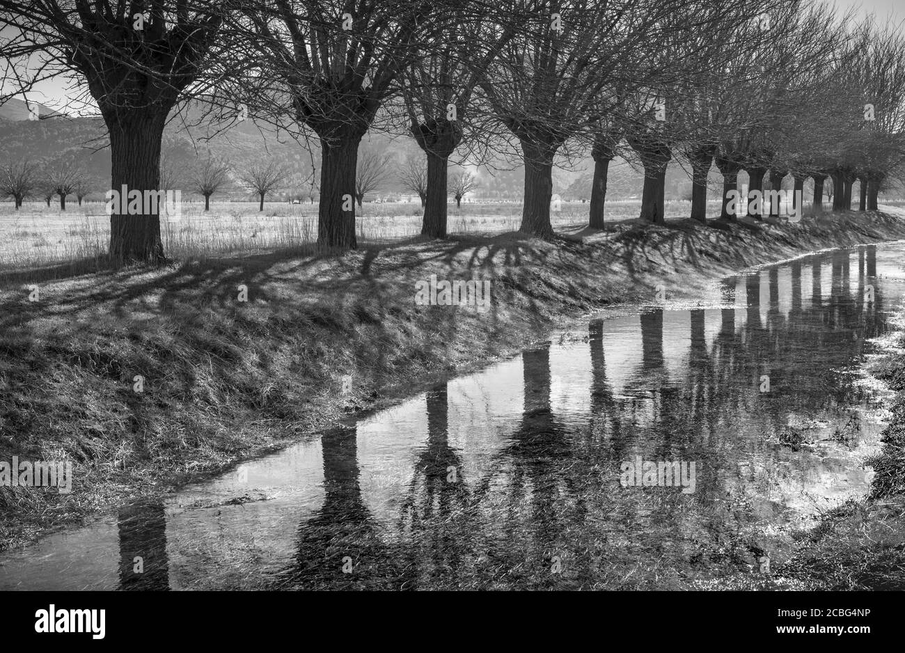 Gli alberi di Mulberry si riflettono in un canale di irrigazione sulle pianure alluvionali di Mantineia, vicino Tripoli, Arcadia meridionale, Peloponneso, Grecia, Mulberry tr Foto Stock