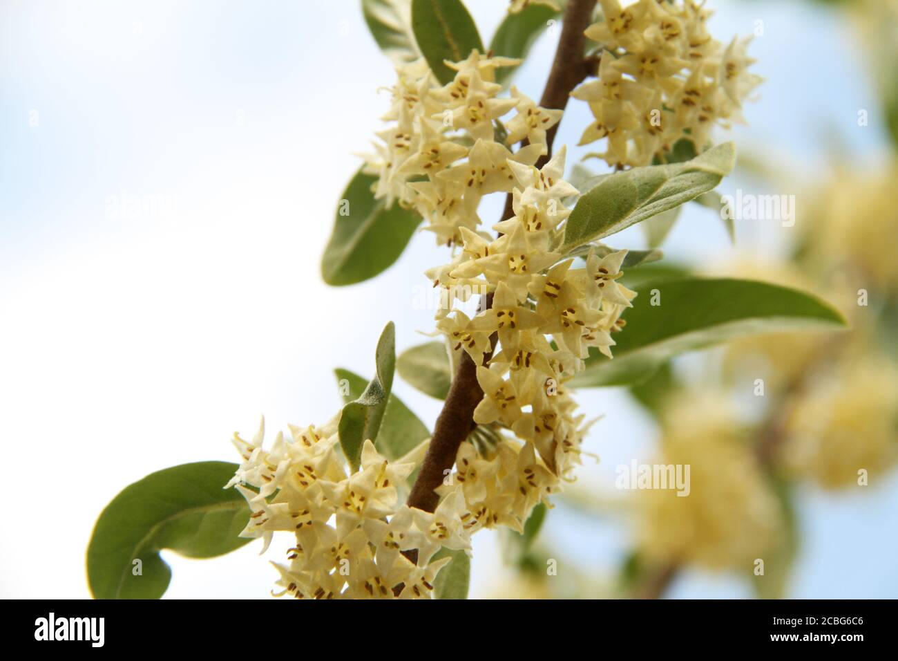 Elaeagnus umbellata in fiore Foto Stock