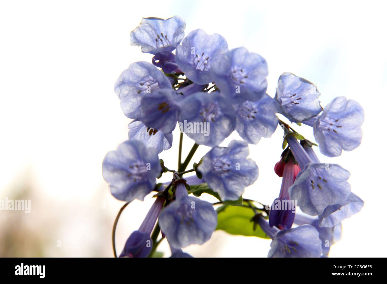 Da vicino di Mertensia virginica (Virginia Bluebells) in fiore Foto Stock