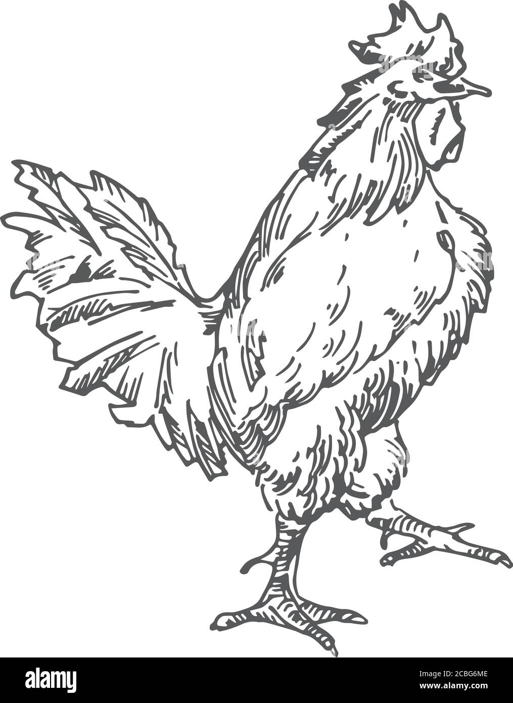Rooster illustrazione vettoriale disegnata a mano. Astratto Nazionale pollame Bird Sketch. Disegno stile incisione. Illustrazione Vettoriale