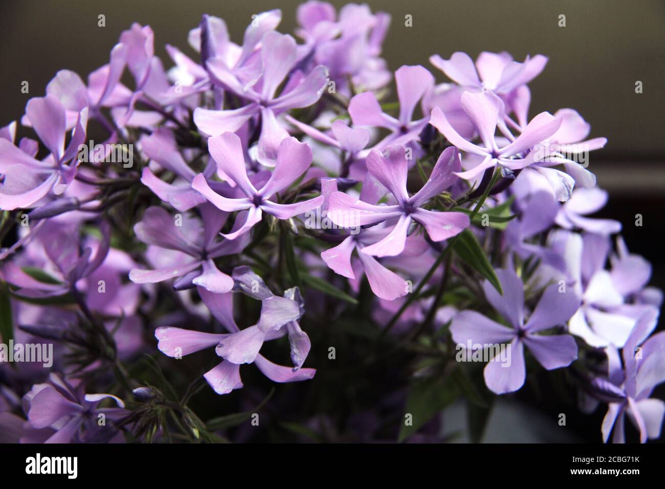 Flox divaricata (flox blu) in fiore Foto Stock