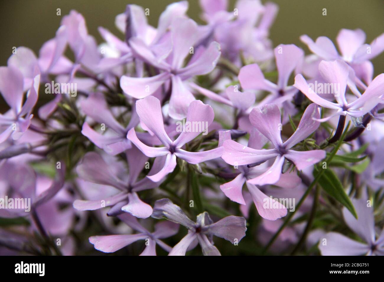 Flox divaricata (flox blu) in fiore Foto Stock