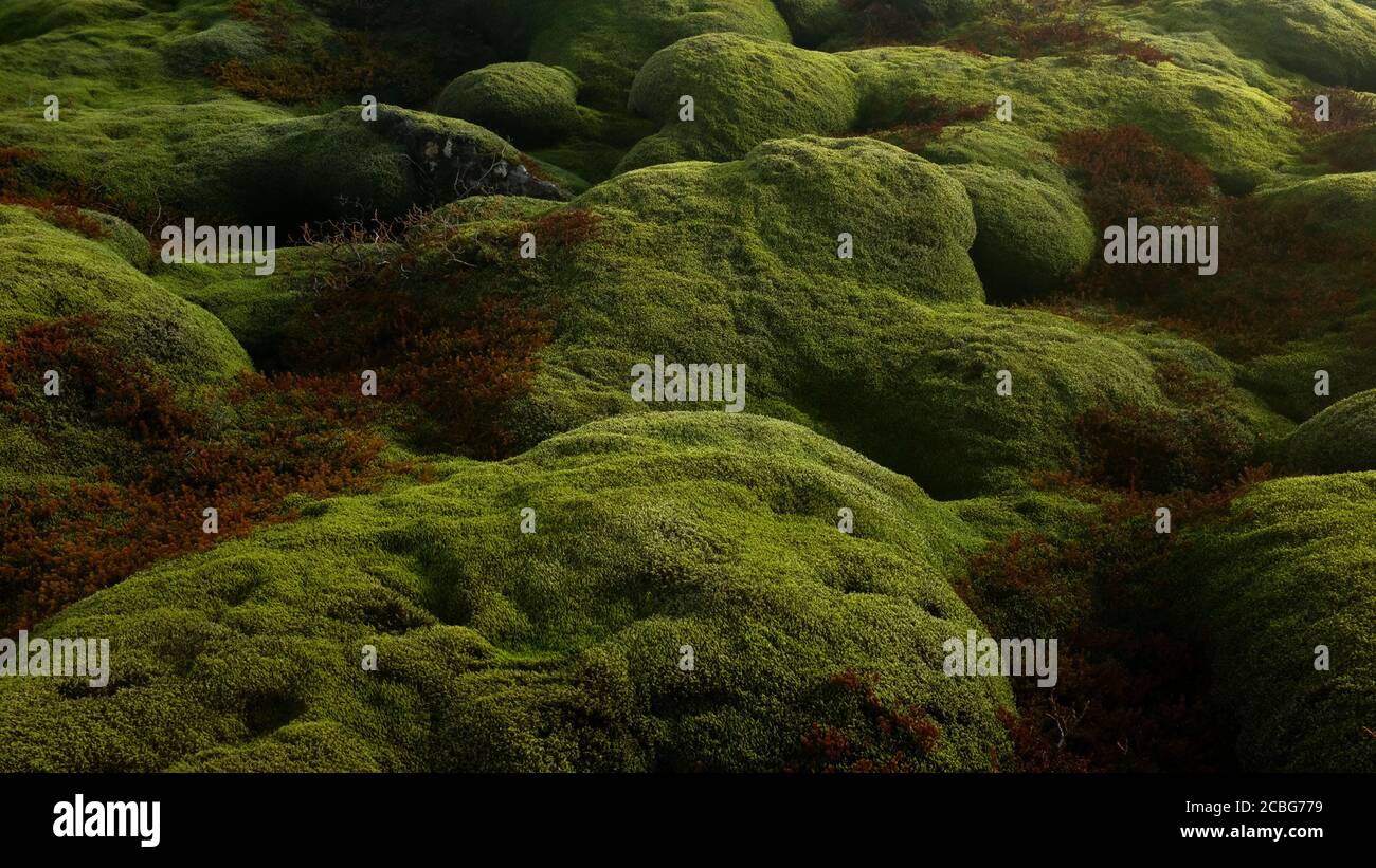 I campi di lava mossi dell'Islanda meridionale creati durante il Eruzione di Laki nel tardo 18 ° secolo Foto Stock