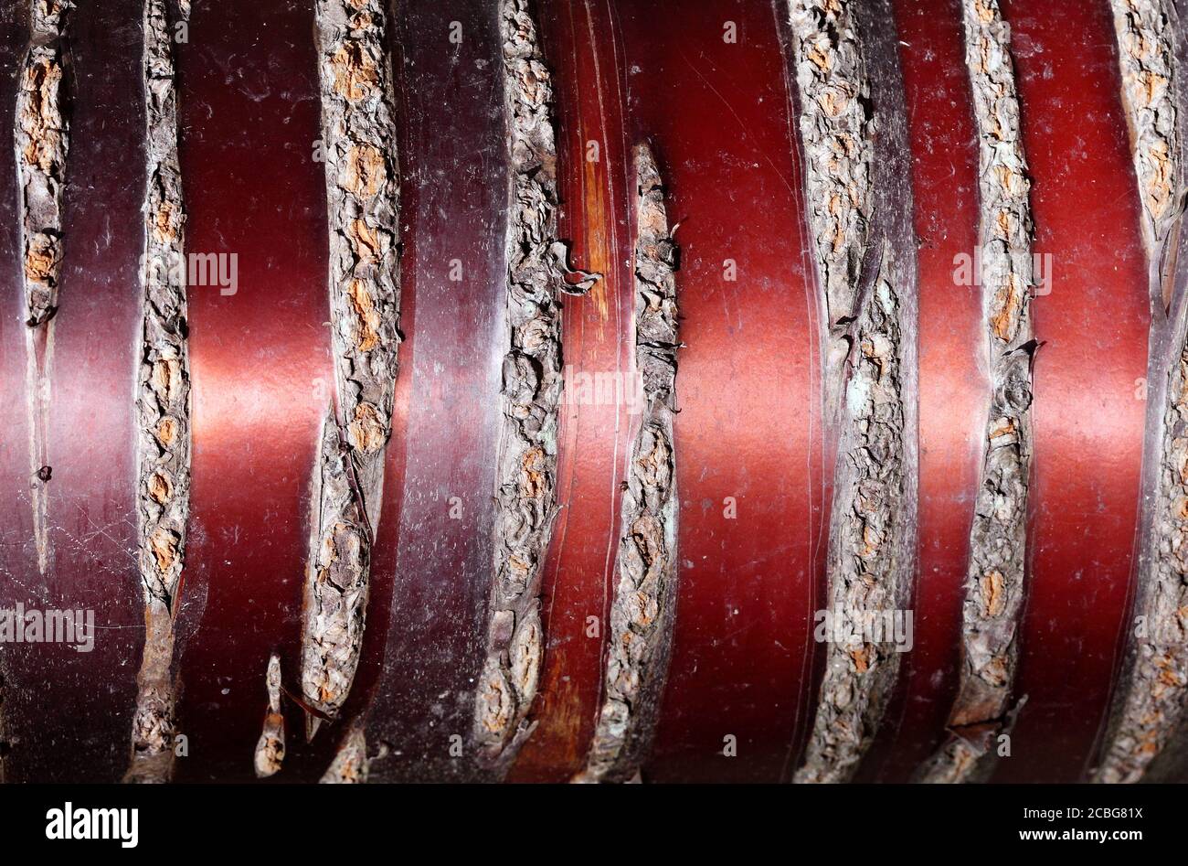 Macro closeup di Prunus Serrula albero corteccia (Mogano abbaiato Cherry) Dalla Cina occidentale Foto Stock