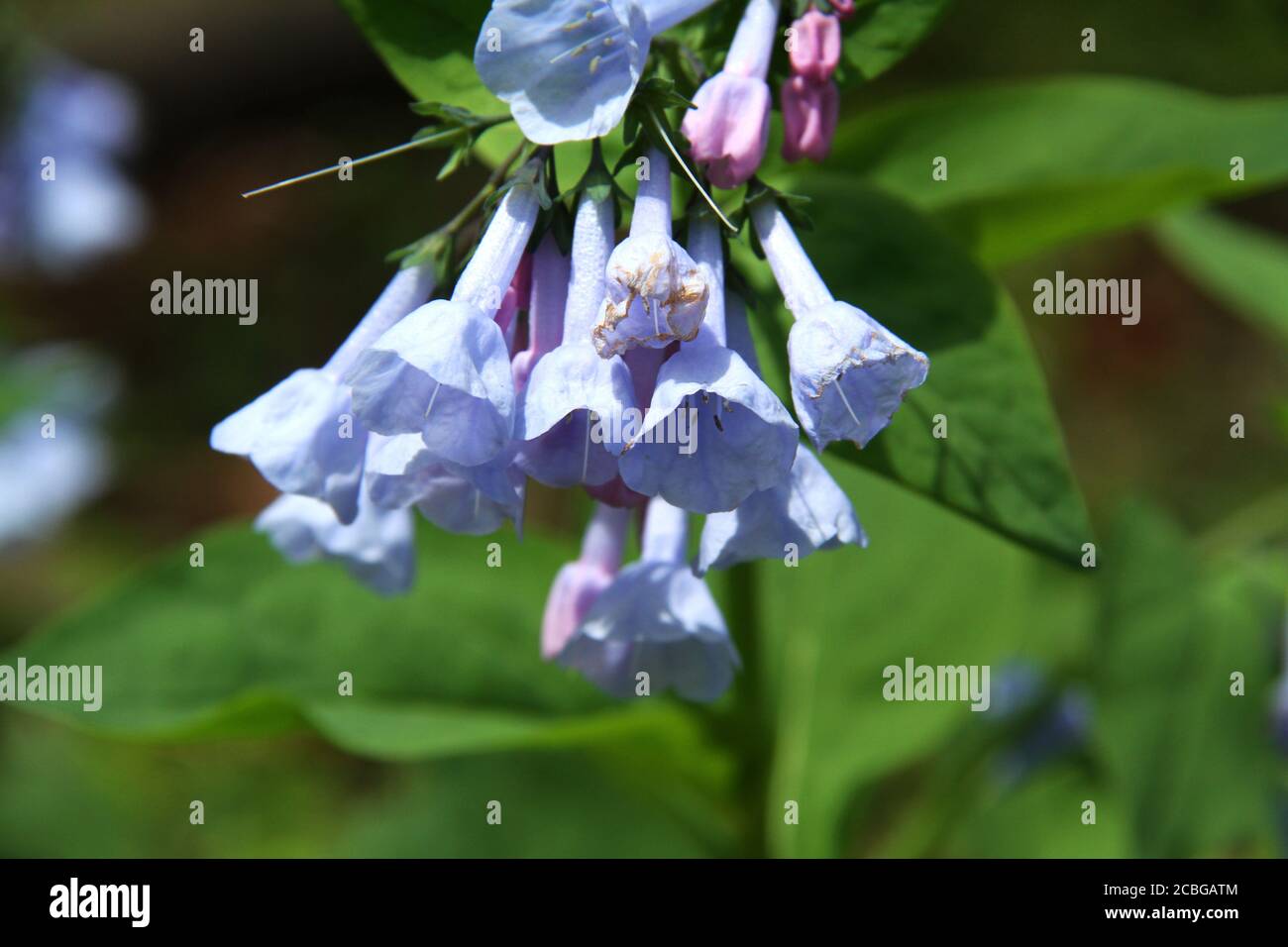Da vicino di Mertensia virginica (Virginia Bluebells) in fiore Foto Stock