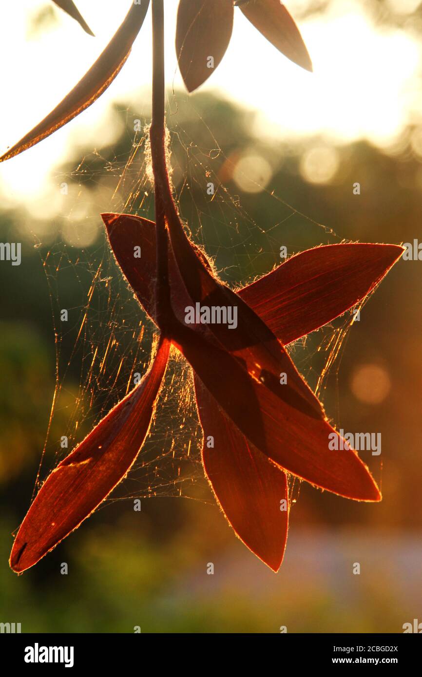 Primo piano delle foglie appese di un cuore viola (Tradescantia pallida) impianto coperto di spiderweb Foto Stock