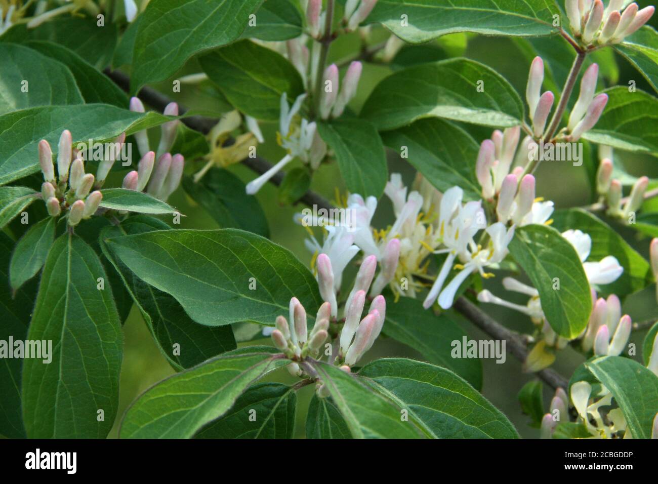Caprifoglio fiori Foto Stock