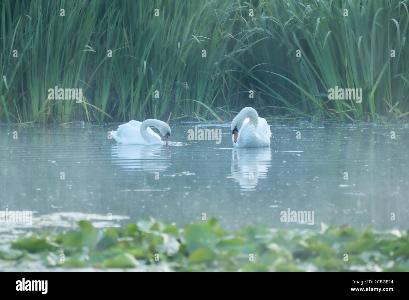 Coppia di cigni muti sulle acque nebbie del lago Dune, circondato da canne e giglio piazzole. Un simbolo intimo di amore e di partnership per tutta la vita. VOG Foto Stock