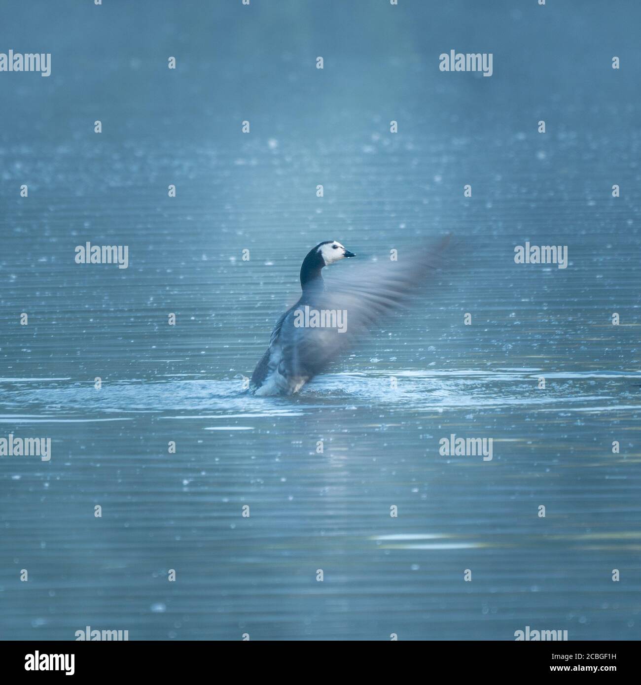 L'oca di Barnacle che batte le ali durante il bagno del mattino. Vogelenzang, Bloemendaal, Paesi Bassi. North Holland Dunes Reserve. Foto Stock