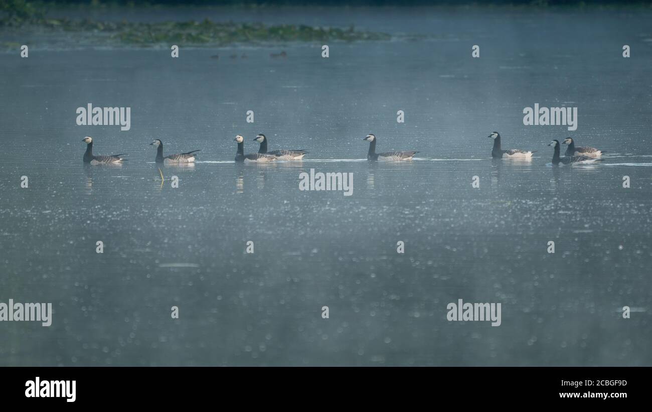 Gruppo di oche barnacle di colore bianco e nero che nuotano sul lago alla luce del mattino. Vista laterale. Vogelenzang, Bloemendaal, Paesi Bassi. Ho nord Foto Stock