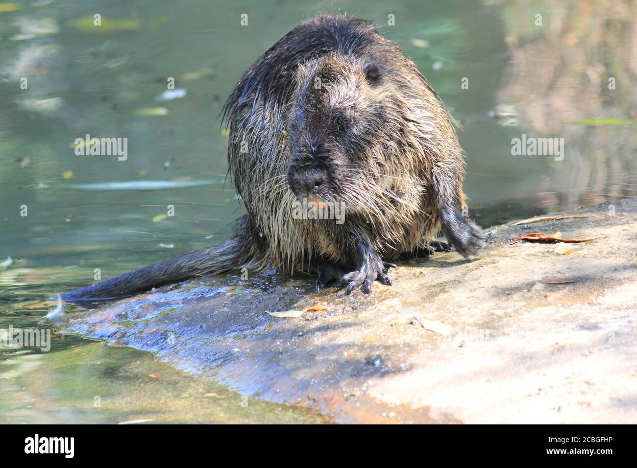 Nutria Foto Stock