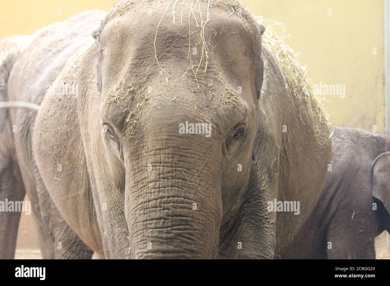 Elefante asiatico Foto Stock