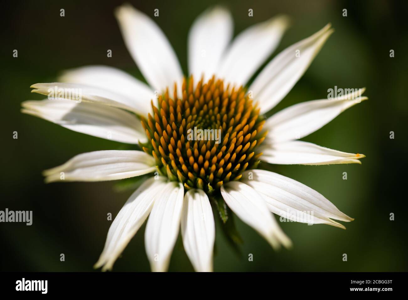 Macro shot bianco fiore sfondo in luce naturale. Sogno primavera estate sfondo floreale Foto Stock