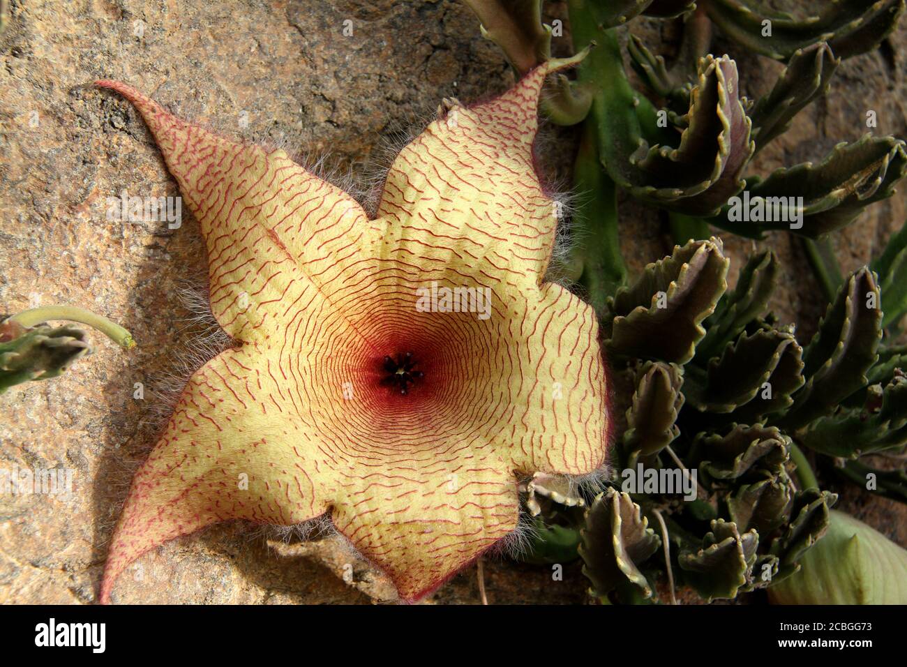 Primo piano di un gigantea di Stapelia (fiore di Carrion) in fiore Foto Stock