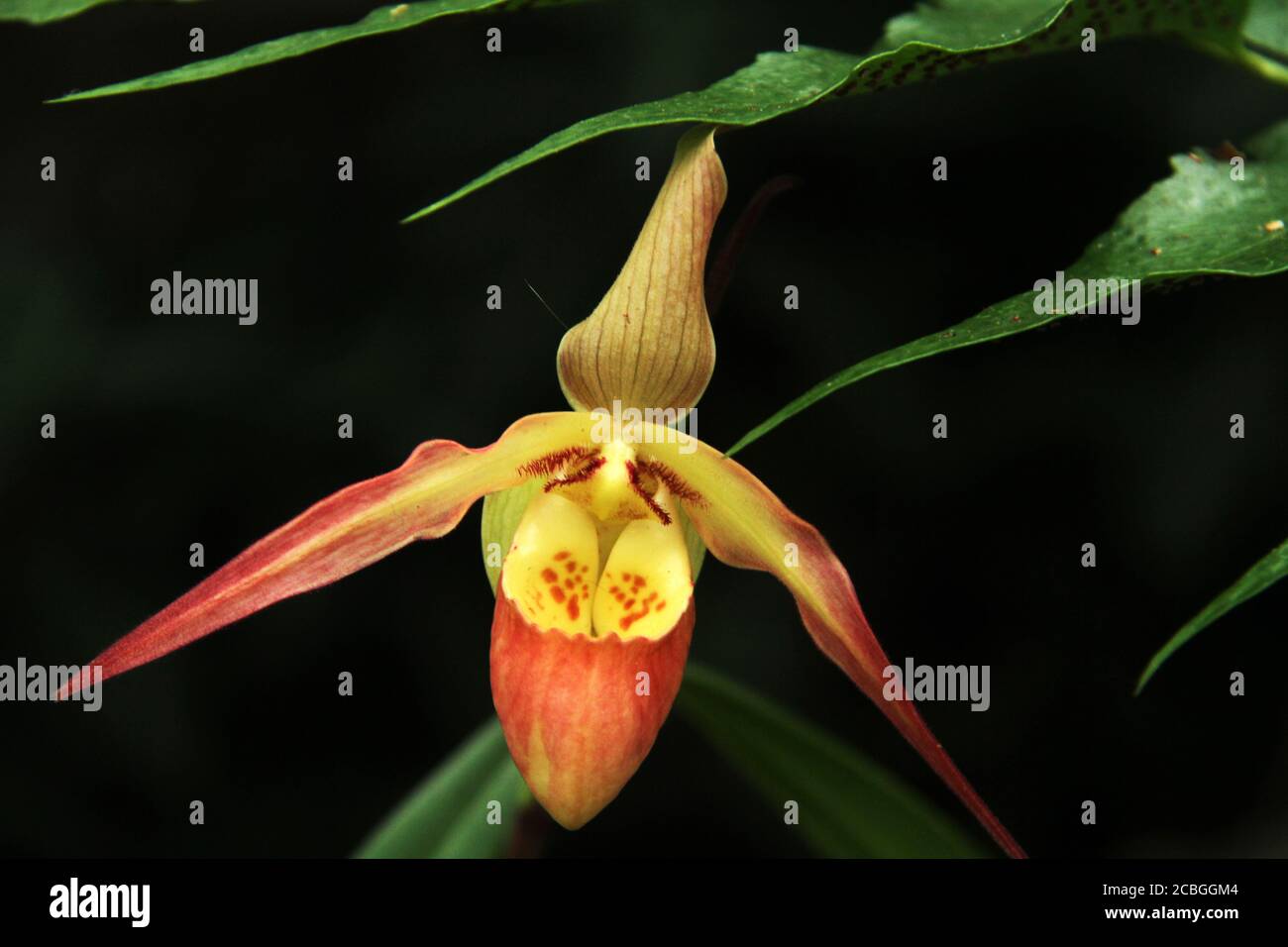 Lady slipper orchid Foto Stock