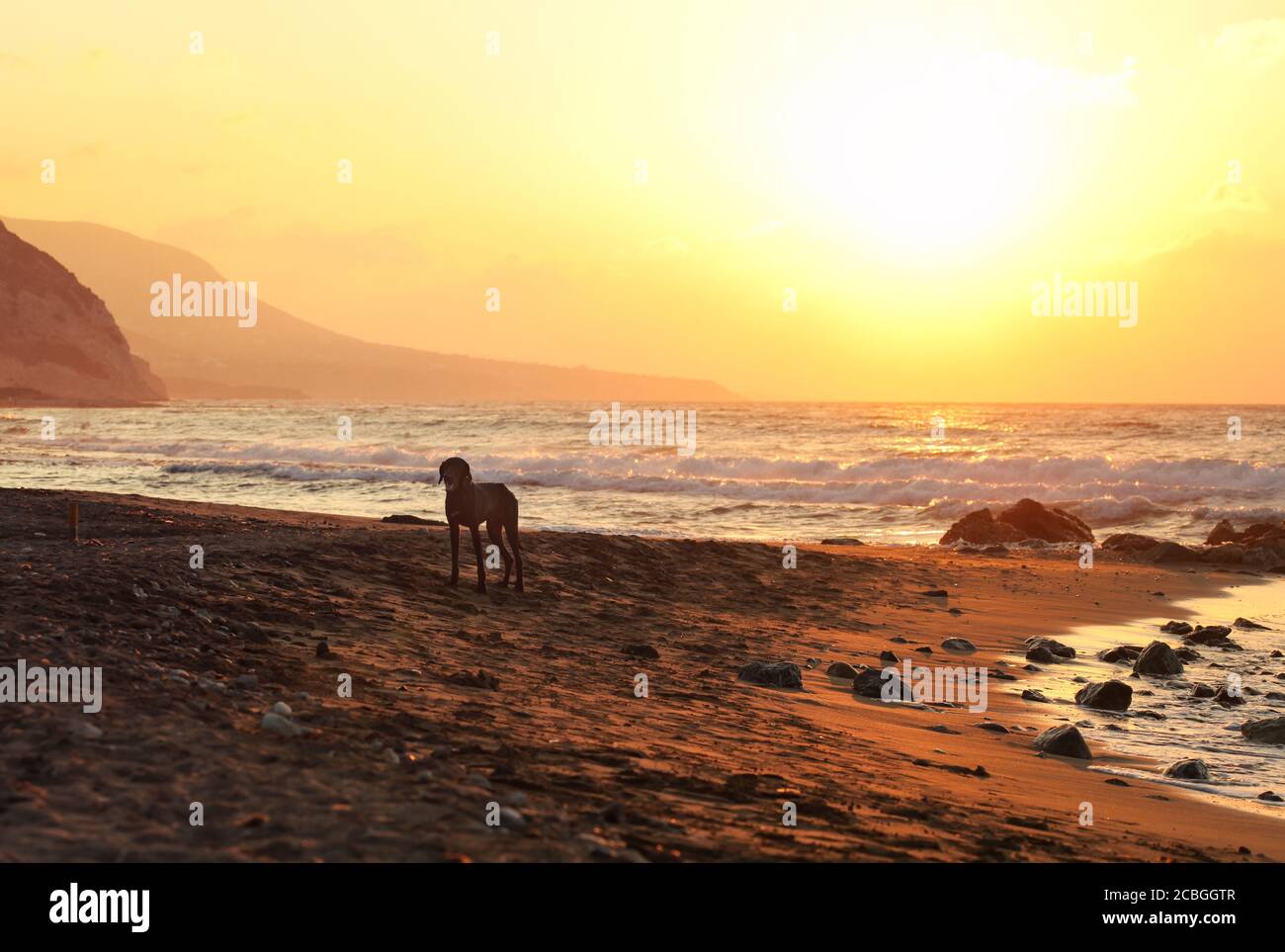 Lone vagato cane in piedi sulla spiaggia illuminata tramonto, mare calmo sullo sfondo. Foto Stock