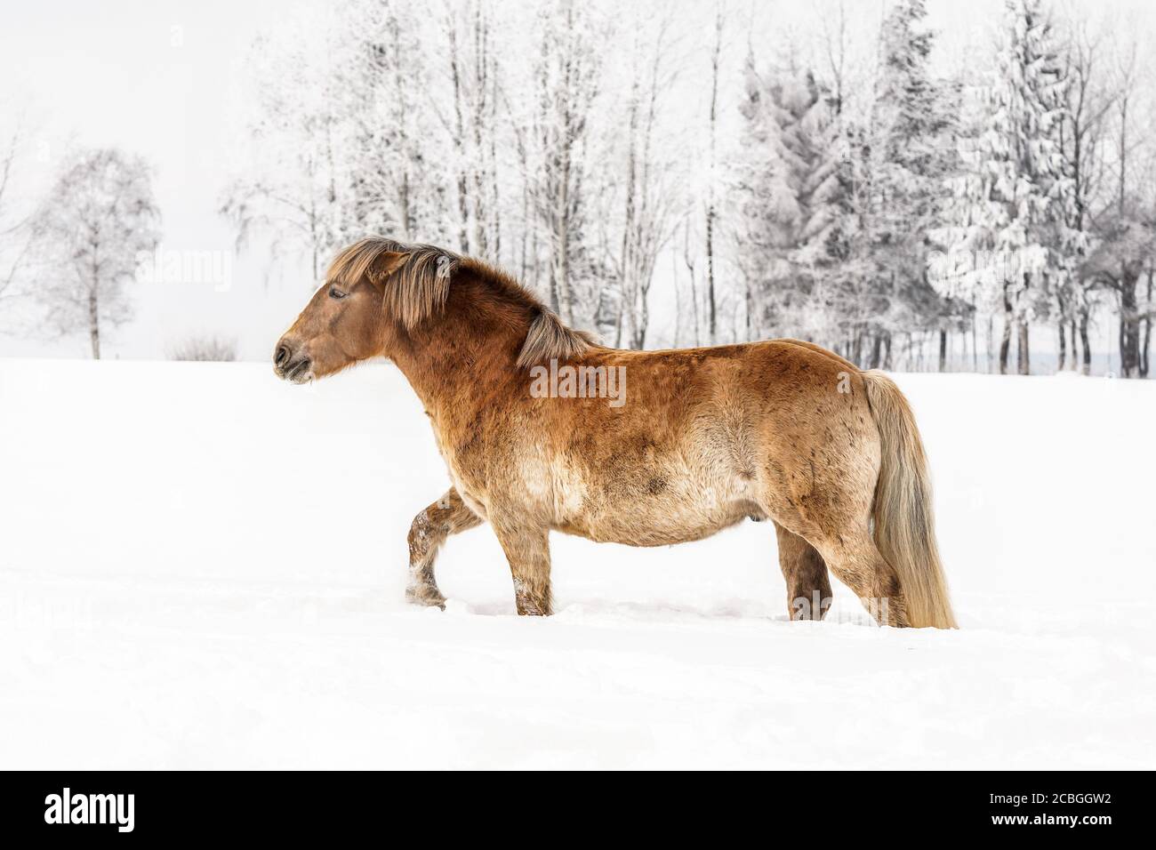 Cavallo marrone chiaro che percorre il campo innevato, alberi invernali sullo sfondo Foto Stock