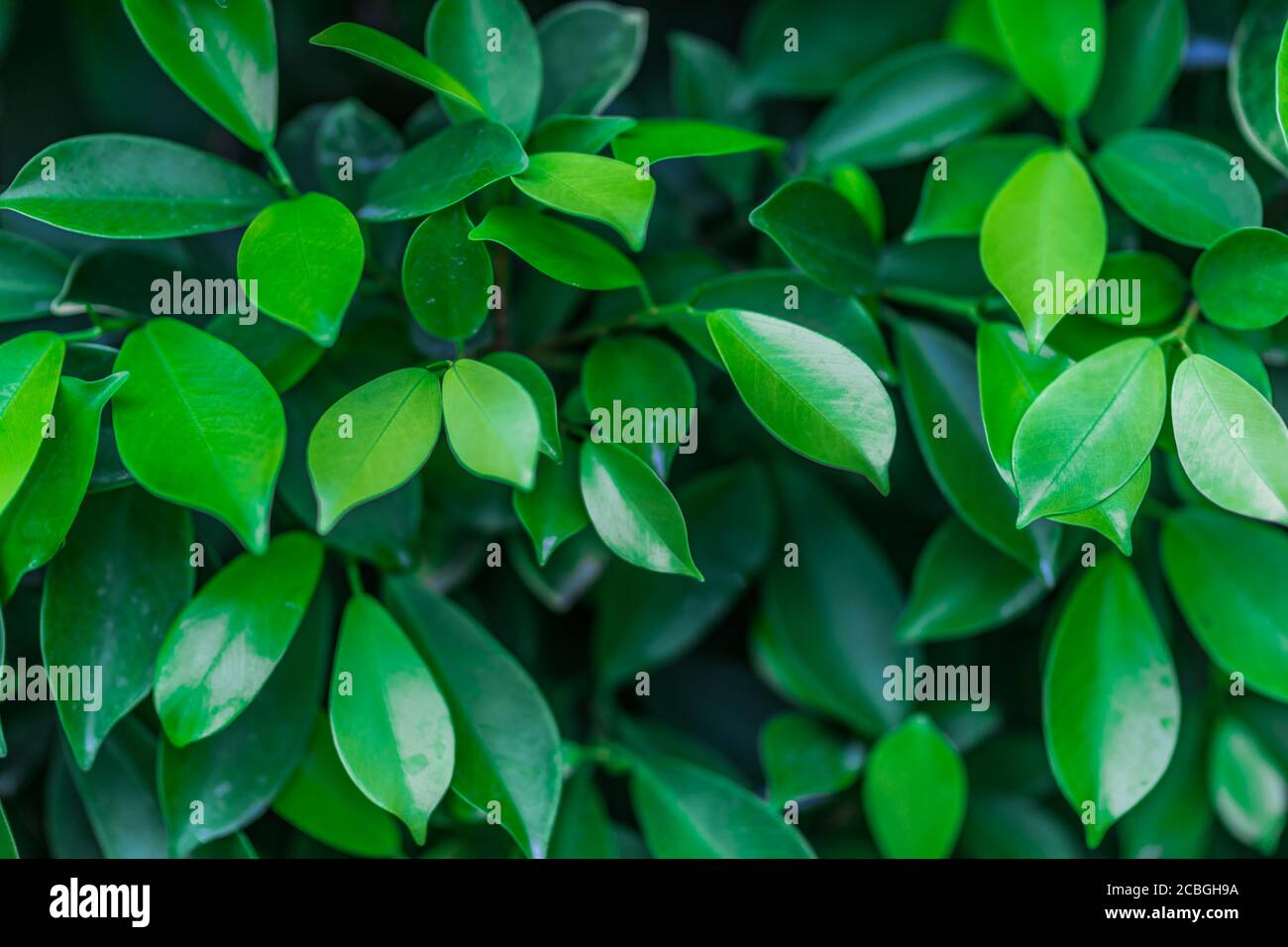 Foglia verde nella natura sfondo astratto, stile freschezza. Sfondo motivo foglie verdi, sfondo naturale e sfondo Foto Stock