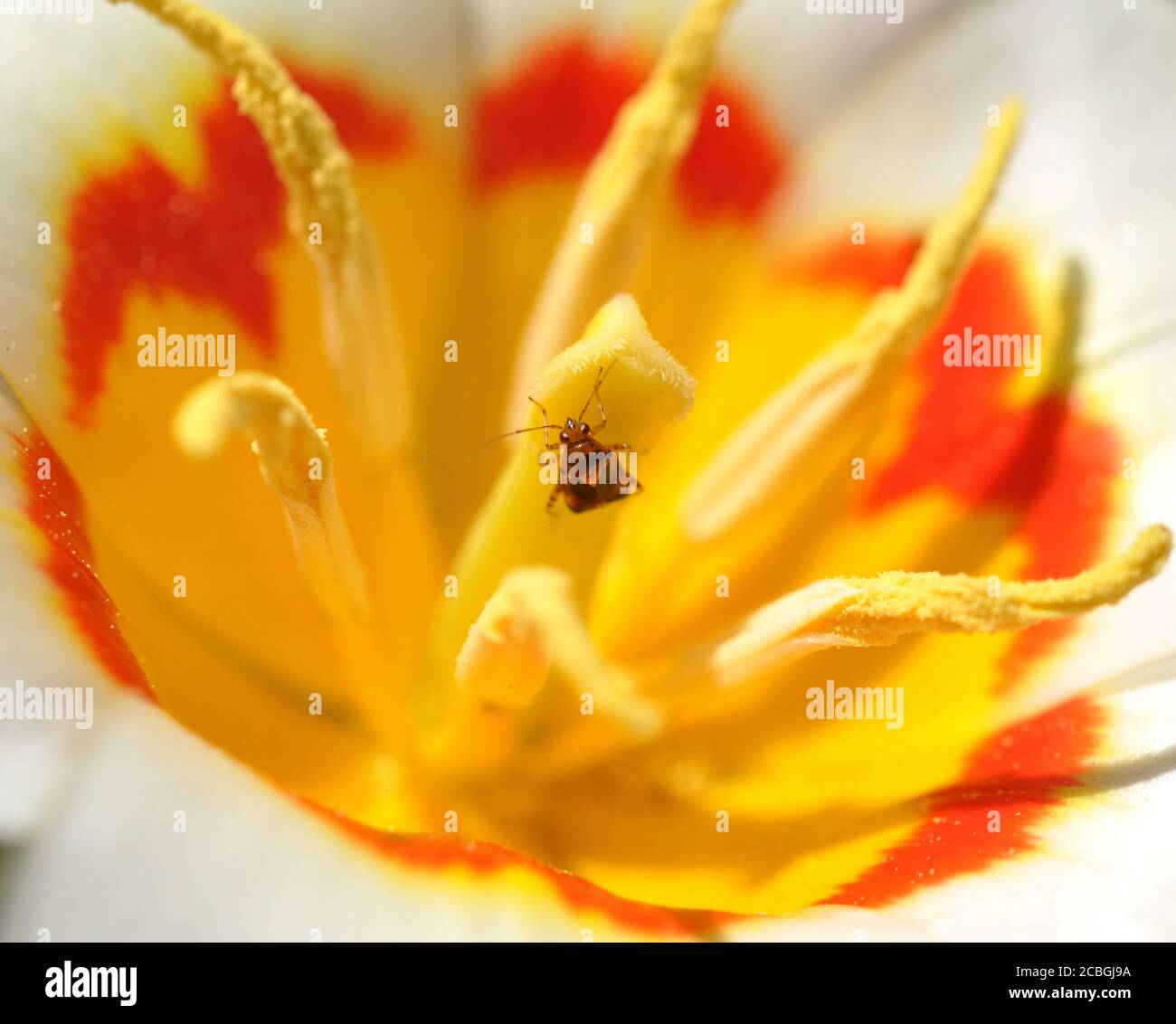 Un giardino cimici sedersi in un tulipano. Il nucleo del fiore. Foto Stock