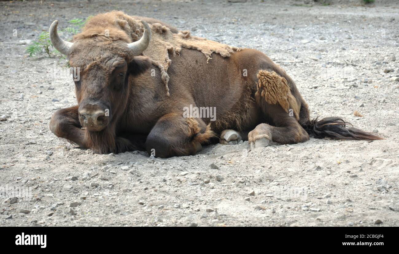 Un toro solista è sdraiato a terra. Un animale da vicino. Foto Stock Un toro solista è sdraiato a terra. Un animale da vicino. Foto Stock