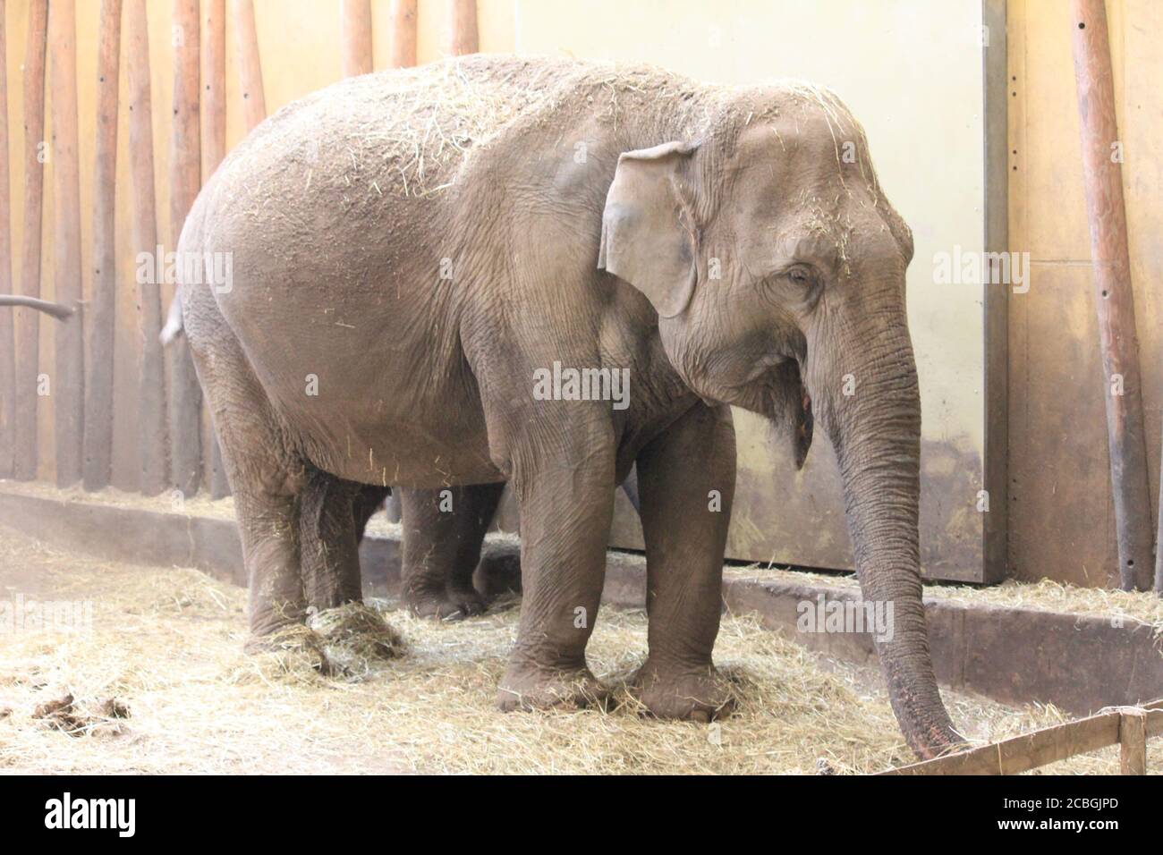 Elefante asiatico Foto Stock