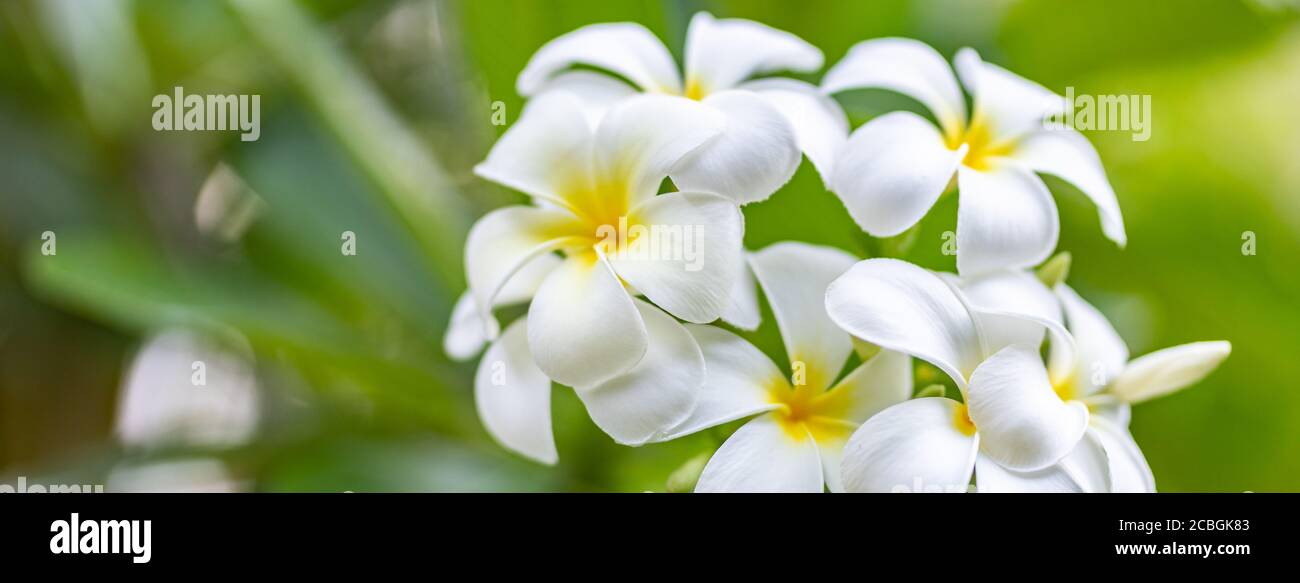 Frangipani (plumeria) fiori. Incredibile Foto Stock