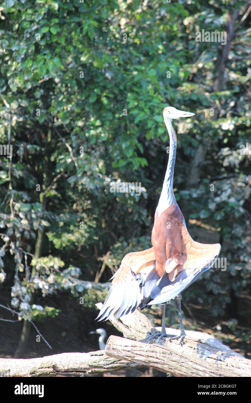 Airone gigante Foto Stock