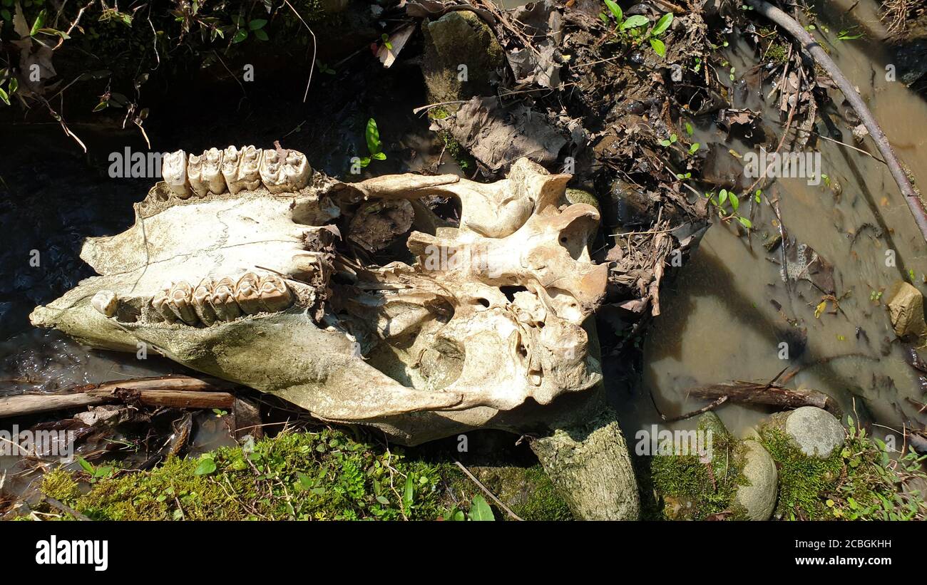 Ossa di Skulls animali ossa di Buffalo reale in vendita cranio animale reale in vendita l'uccello osseo e ossa cranio e crossbones simbolismo umano, jolly Roger Foto Stock