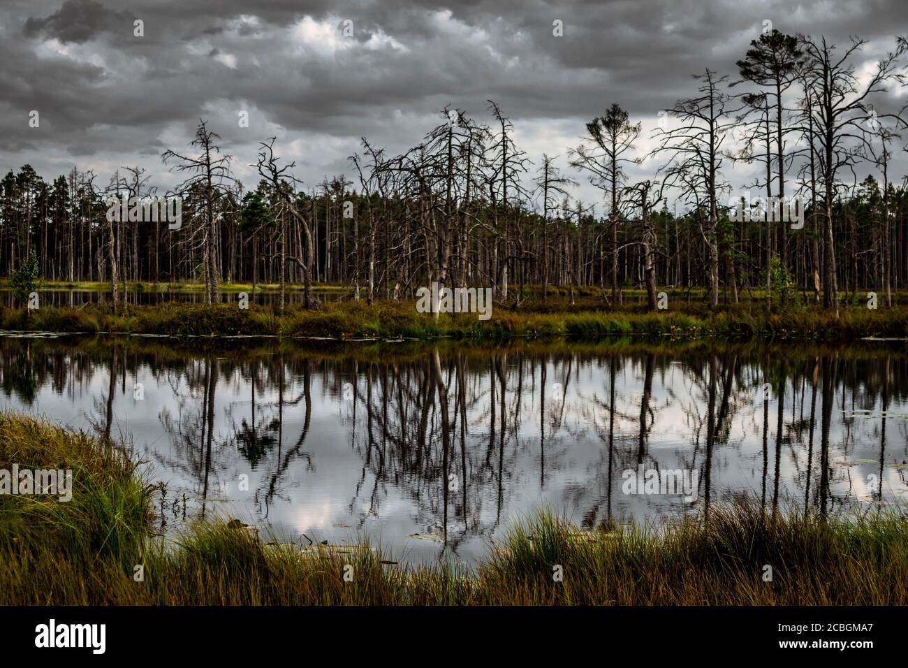 Isola con alberi secchi e il loro riflesso nel lago di palude. Foto Stock