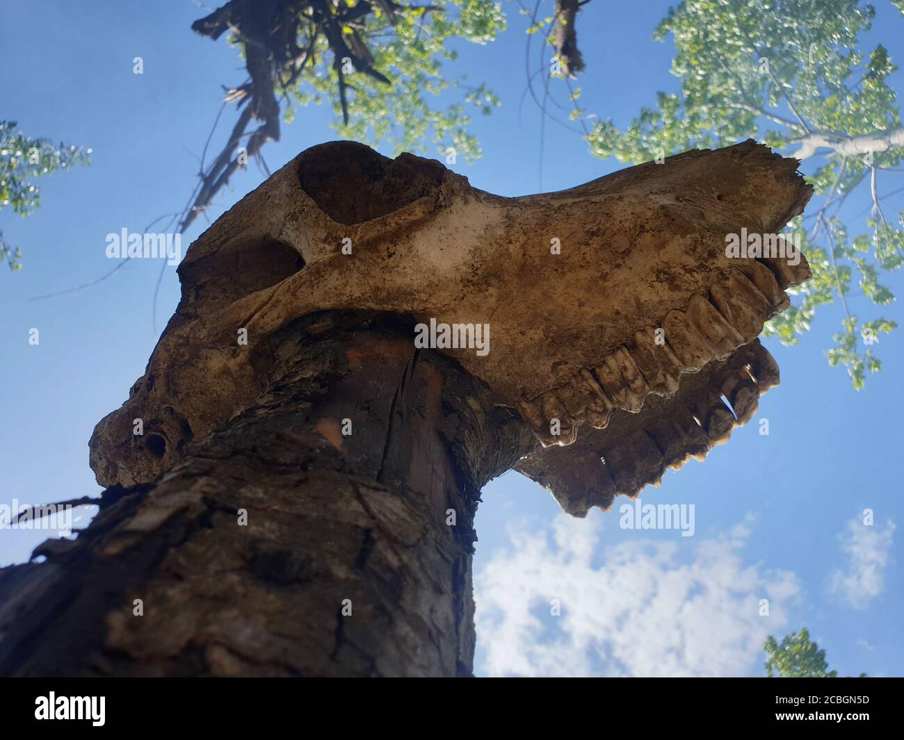 Ossa di Skulls animali ossa di Buffalo reale in vendita cranio animale reale in vendita l'uccello osseo e ossa cranio e crossbones simbolismo umano, jolly Roger Foto Stock