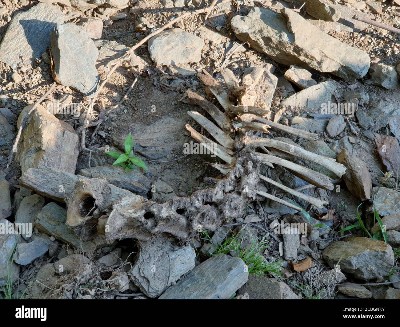 Ossa di Skulls animali ossa di Buffalo reale in vendita cranio animale reale in vendita l'uccello osseo e ossa cranio e crossbones simbolismo umano, jolly Roger Foto Stock