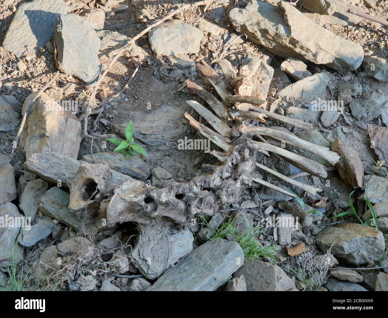 Ossa di Skulls animali ossa di Buffalo reale in vendita cranio animale reale in vendita l'uccello osseo e ossa cranio e crossbones simbolismo umano, jolly Roger Foto Stock