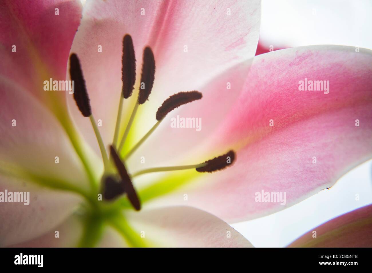 Bellissimi fiori Foto Stock