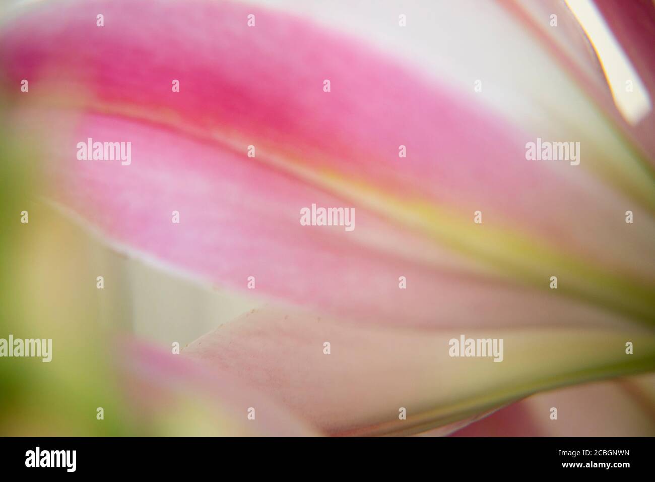Bellissimi fiori Foto Stock