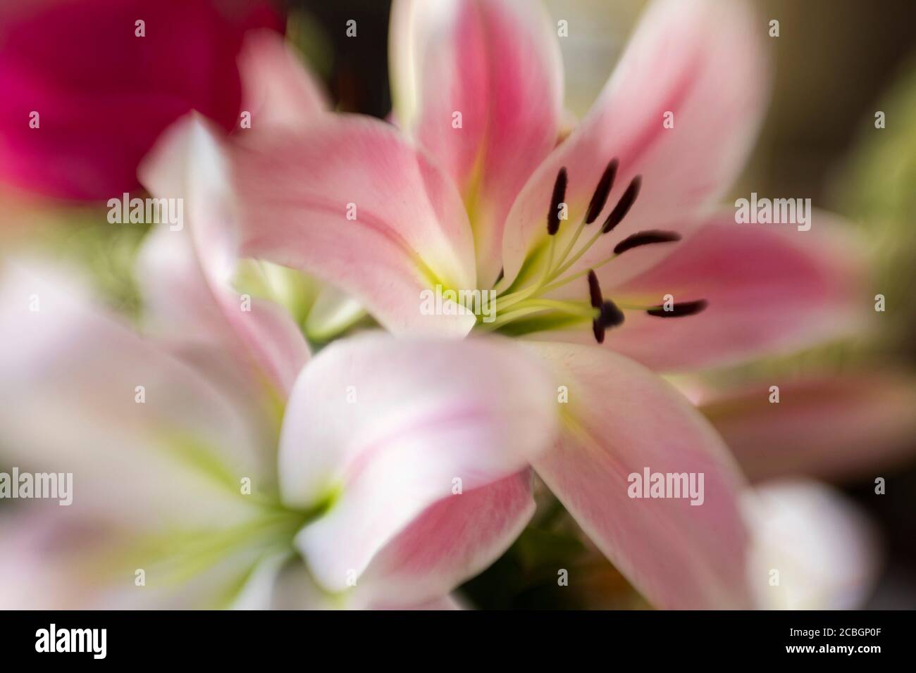 Bellissimi fiori Foto Stock