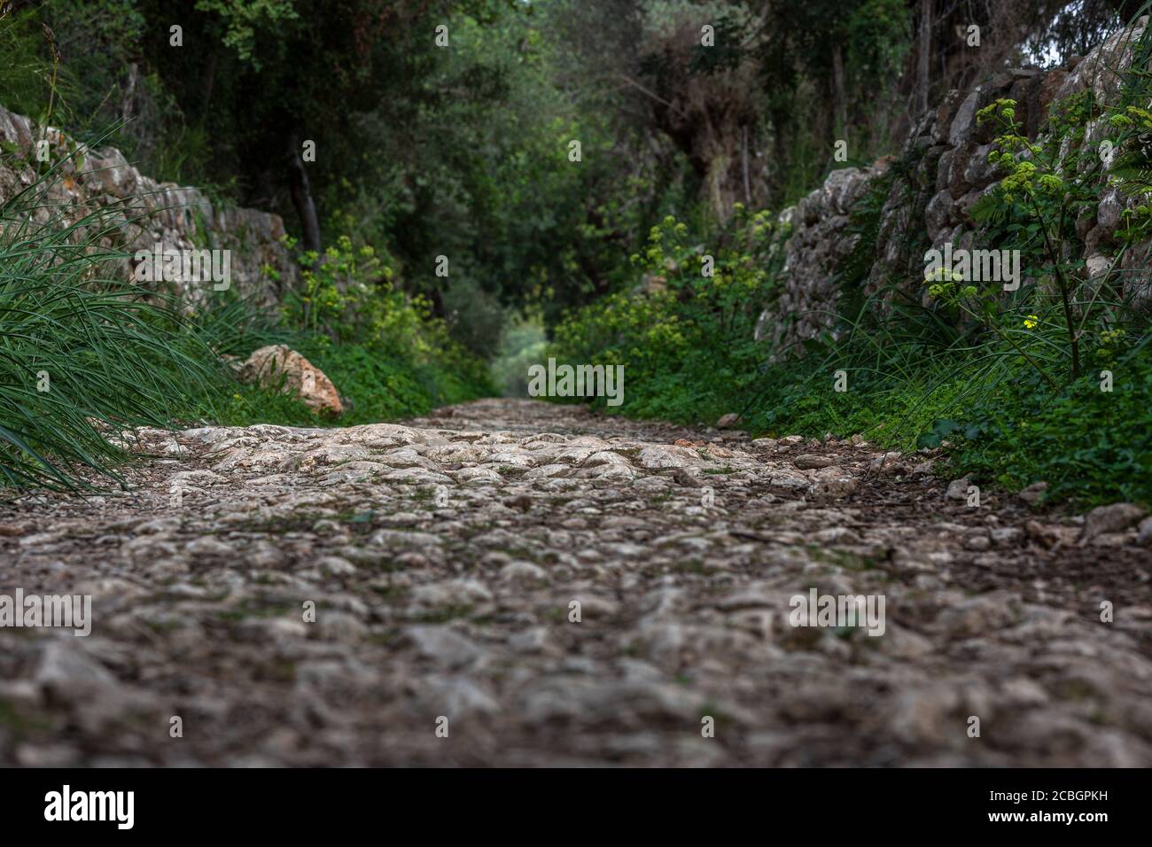 Sentiero in pietra e muratura a secco a Maiorca, Isole Baleari, Spagna, Europa Foto Stock