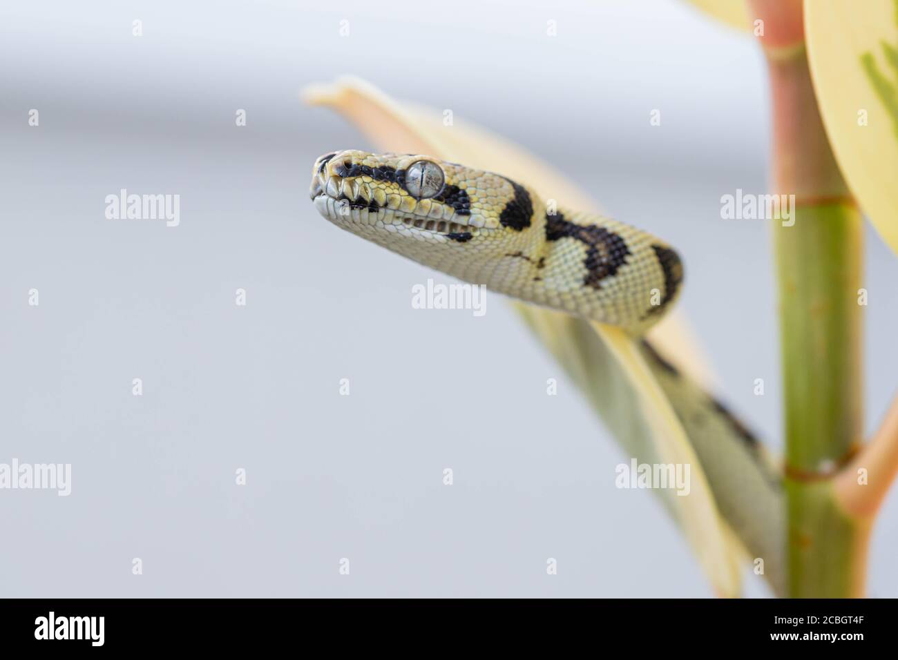 Macro di morelia spilota testa mostrando tra foglie di fico di gomma e guardando via. Serpente. Animale domestico esotico. Poster, sfondo. Primo piano Foto Stock