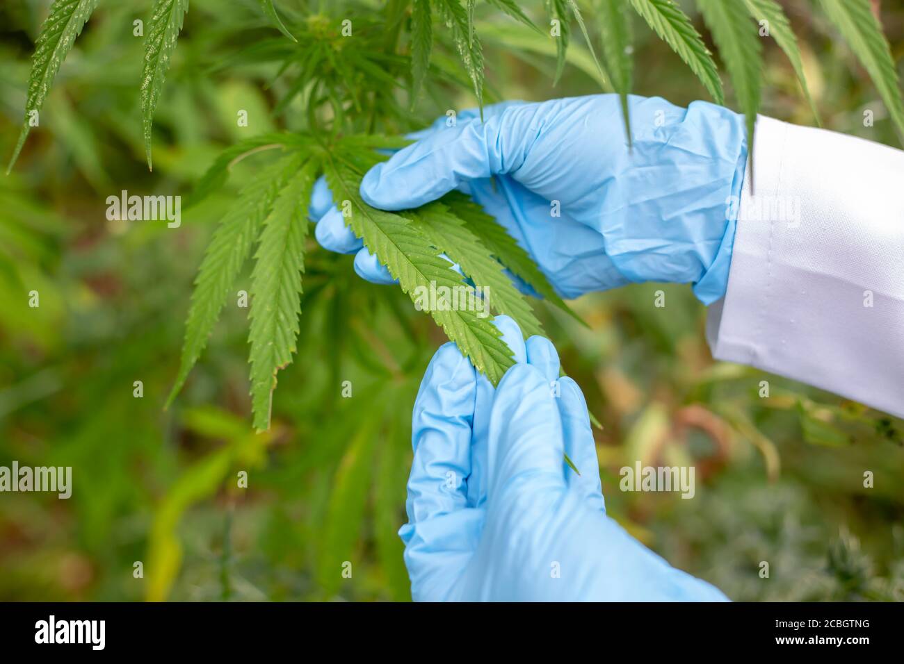 La canapa lascia nelle mani di uno scienziato. Primo piano di cannabis. Foto Stock